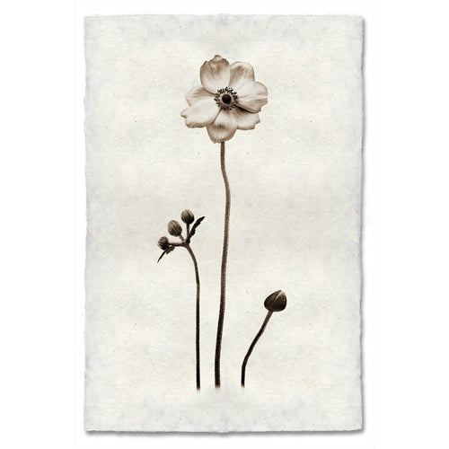 Black White Anemone Flower Photography on Handmade Paper