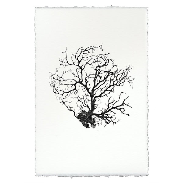 photography art handmade paper sea fan black