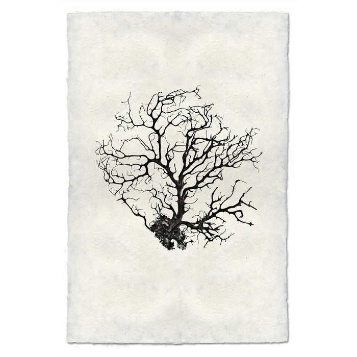photography art handmade paper sea fan black