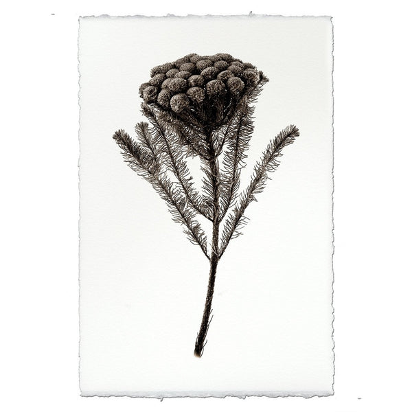 photography brunia plant weed handmade paper