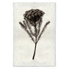 photography brunia plant weed handmade paper