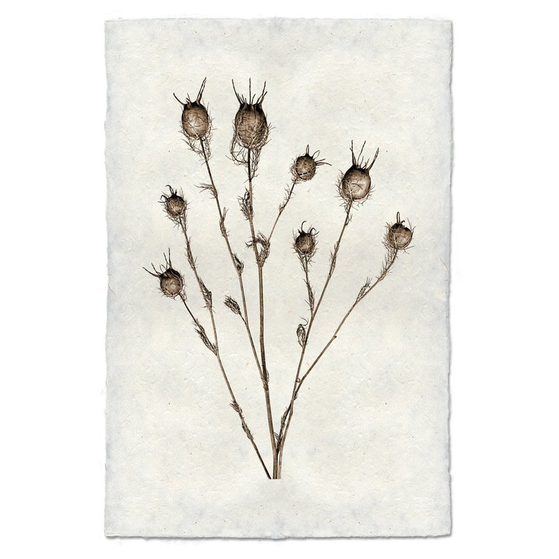 photography bulb plant handmade paper