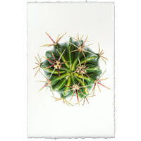 cactus photography print green organic