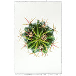 cactus photography print green organic