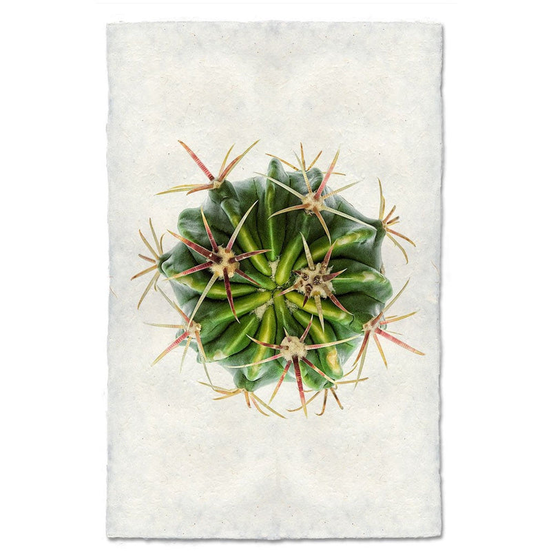 cactus photography print green organic