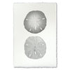 photography art handmade sand dollar two black and white