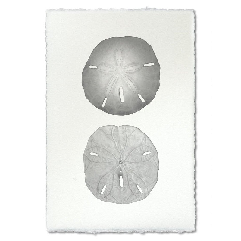 photography art handmade sand dollar two black and white