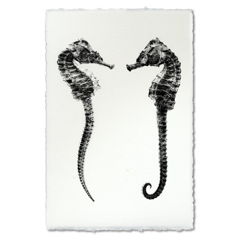 photography art handmade paper seahorse two black and white