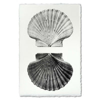 photography art handmade paper scallop shells two black and white