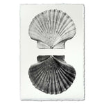 photography art handmade paper scallop shells two black and white