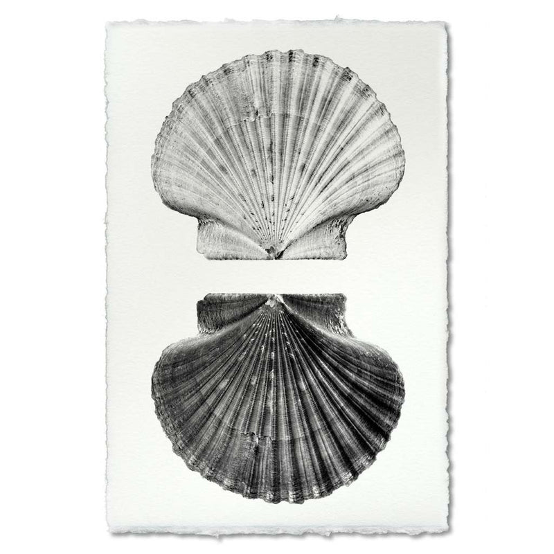 photography art handmade paper scallop shells two black and white