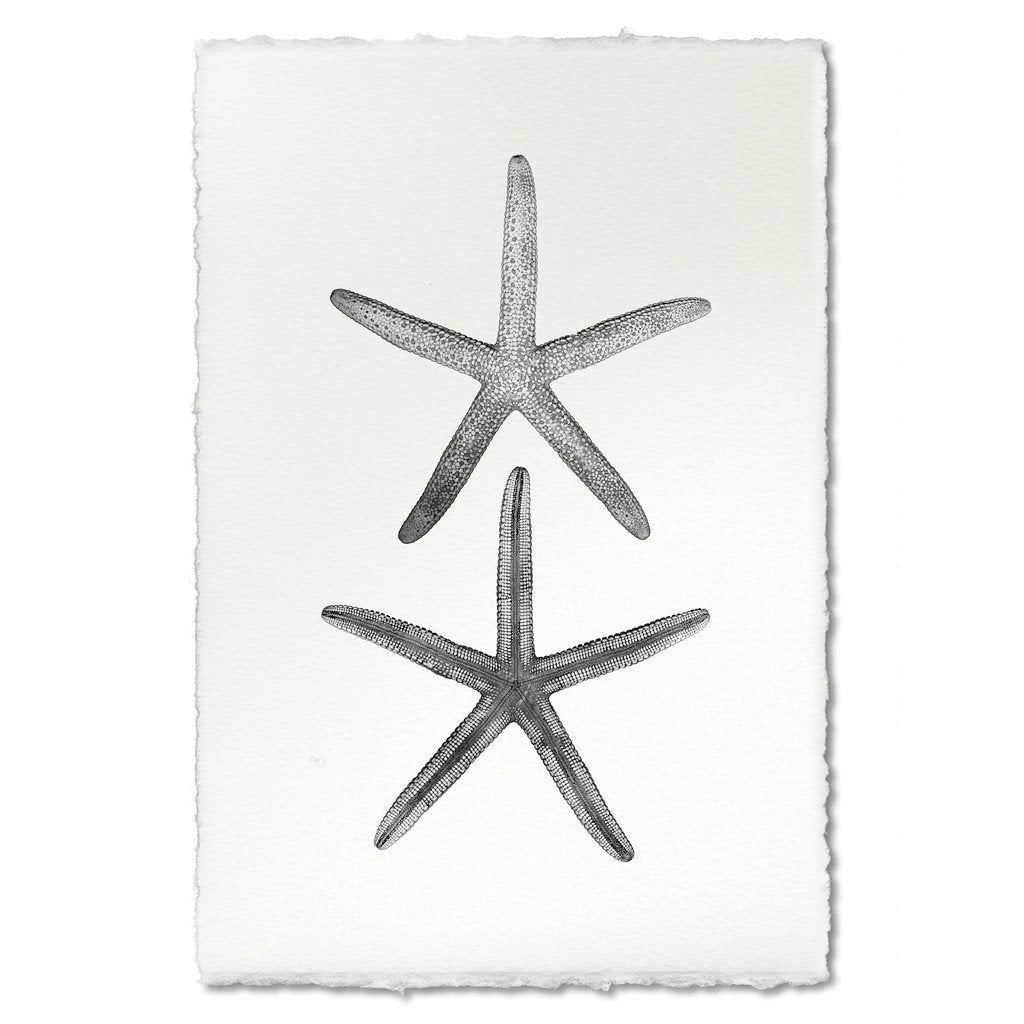 photography art handmade paper starfish two black and white