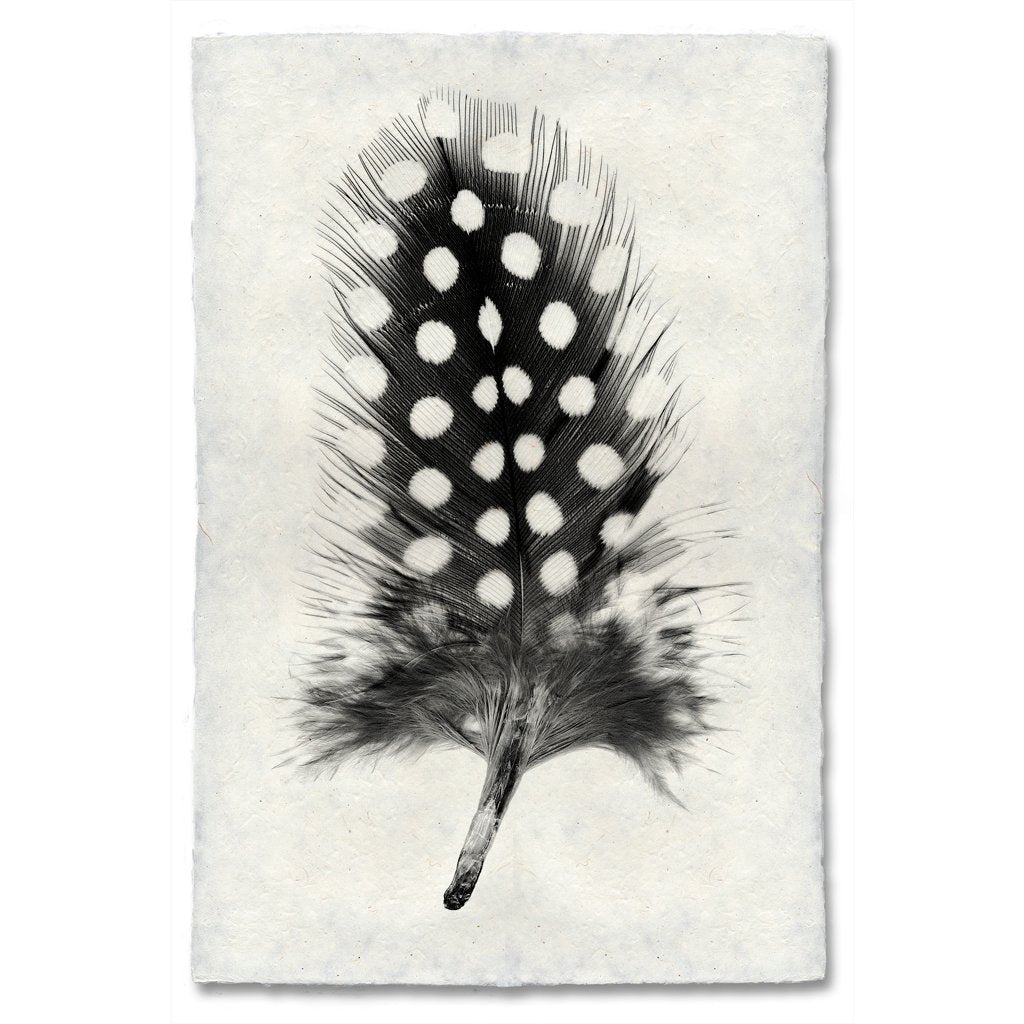 Photography Art - Feather Study #1 (paper, size + frame options) by Barloga Studios