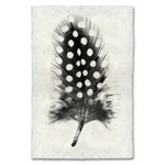 Photography Art - Feather Study #1 (paper, size + frame options) by Barloga Studios