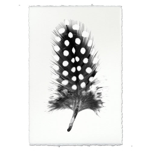 Photography Art - Feather Study #1 (paper, size + frame options) by Barloga Studios