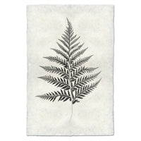Designer Fern Study #10 Wall Art - USA Made Professional Photography | BSEID
