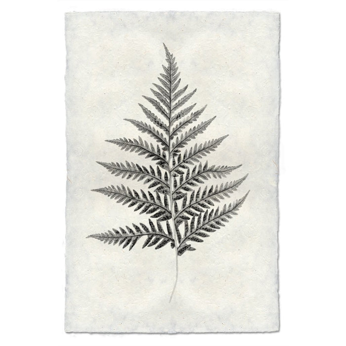 Designer Fern Study #10 Wall Art - USA Made Professional Photography | BSEID