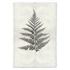 Designer Fern Study #10 Wall Art - USA Made Professional Photography | BSEID