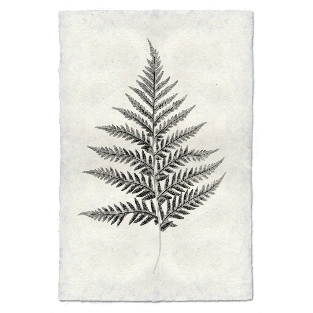 Designer Fern Study #10 Wall Art - USA Made Professional Photography | BSEID