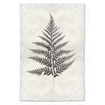 Designer Fern Study #10 Wall Art - USA Made Professional Photography | BSEID