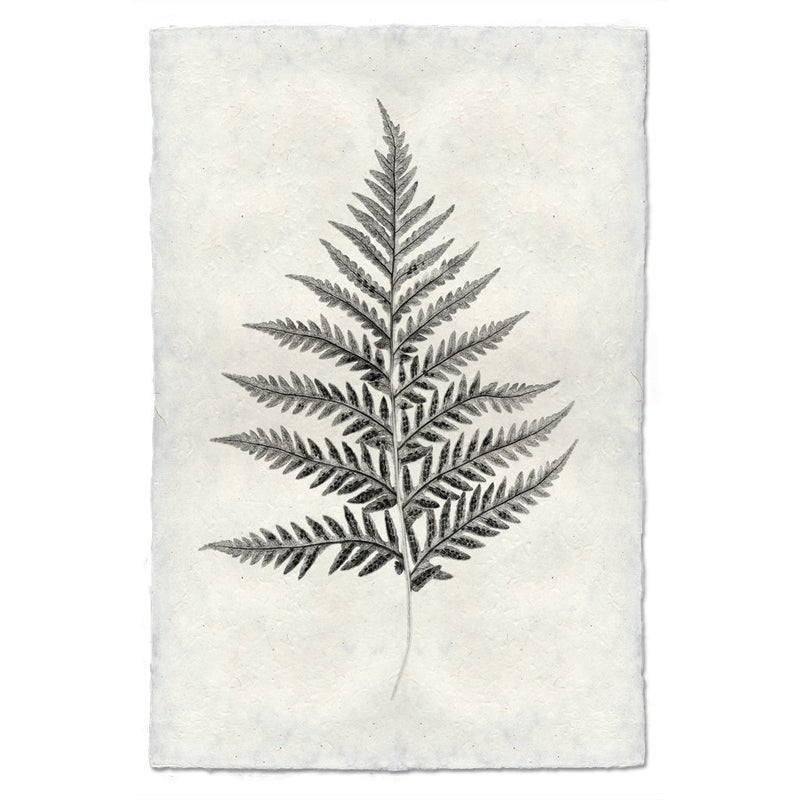 Designer Fern Study #10 Wall Art - USA Made Professional Photography | BSEID