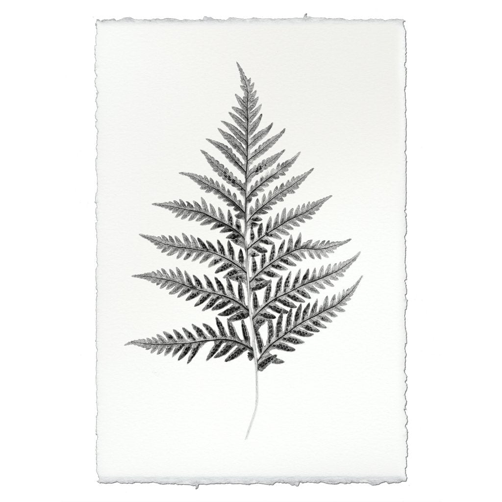 Designer Fern Study #10 Wall Art - USA Made Professional Photography | BSEID