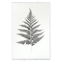 Designer Fern Study #10 Wall Art - USA Made Professional Photography | BSEID