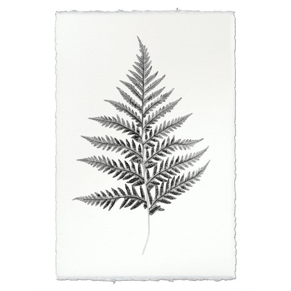 Designer Fern Study #10 Wall Art - USA Made Professional Photography | BSEID