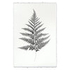 Designer Fern Study #10 Wall Art - USA Made Professional Photography | BSEID