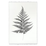 Designer Fern Study #10 Wall Art - USA Made Professional Photography | BSEID