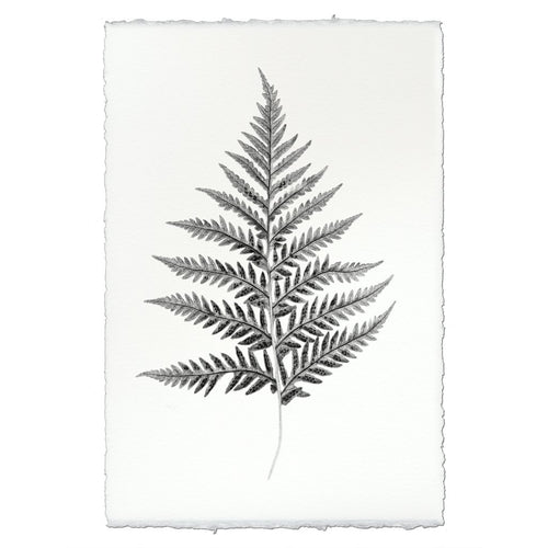 Designer Fern Study #10 Wall Art - USA Made Professional Photography | BSEID