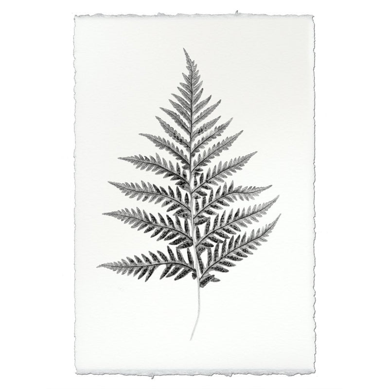 Designer Fern Study #10 Wall Art - USA Made Professional Photography | BSEID
