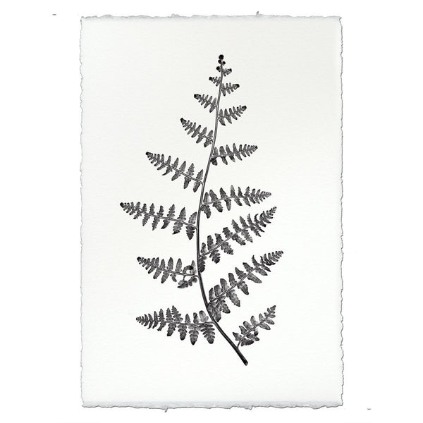 Designer Fern Study #2 Wall Art - USA Made Professional Photography | BSEID