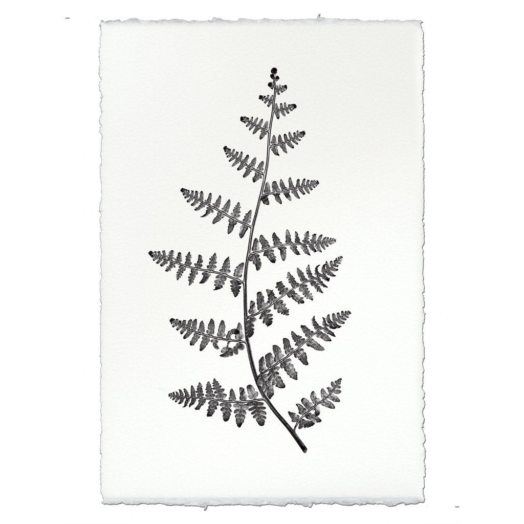 Designer Fern Study #2 Wall Art - USA Made Professional Photography | BSEID