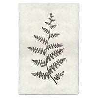 Designer Fern Study #2 Wall Art - USA Made Professional Photography | BSEID