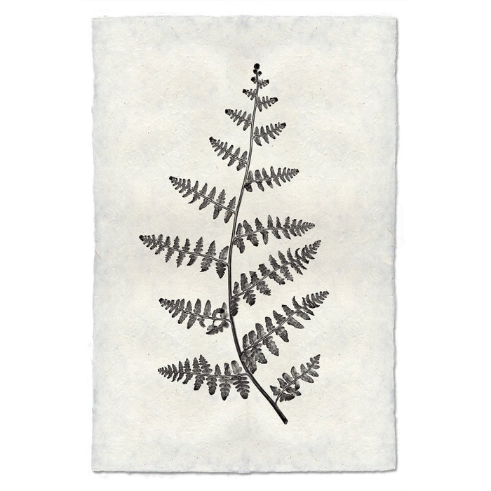 Designer Fern Study #2 Wall Art - USA Made Professional Photography | BSEID