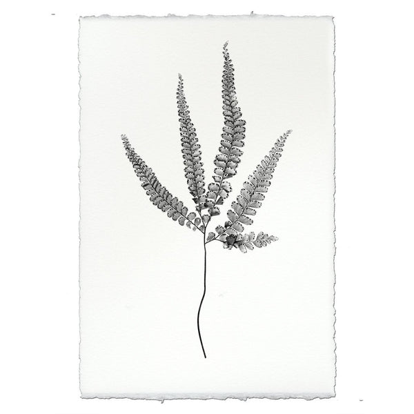 Designer Fern Study #3 Wall Art - USA Made Professional Photography | BSEID