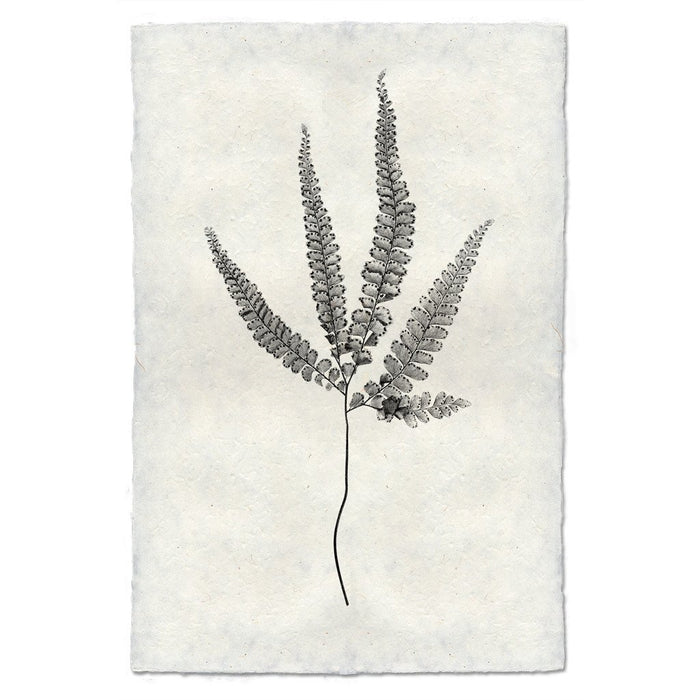 Designer Fern Study #3 Wall Art - USA Made Professional Photography | BSEID