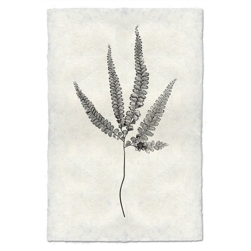 Designer Fern Study #3 Wall Art - USA Made Professional Photography | BSEID