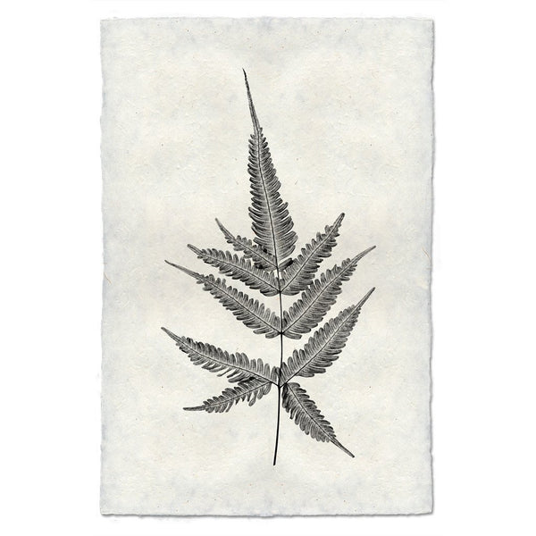 Designer Fern Study #4 Wall Art - USA Made Professional Photography | BSEID