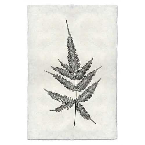 Designer Fern Study #4 Wall Art - USA Made Professional Photography | BSEID