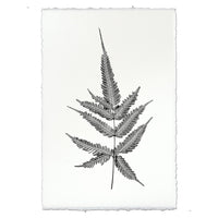 Designer Fern Study #4 Wall Art - USA Made Professional Photography | BSEID