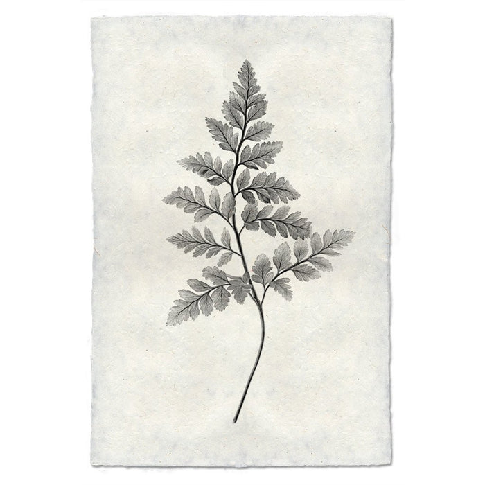 Designer Fern Study #6 Wall Art - USA Made Professional Photography | BSEID