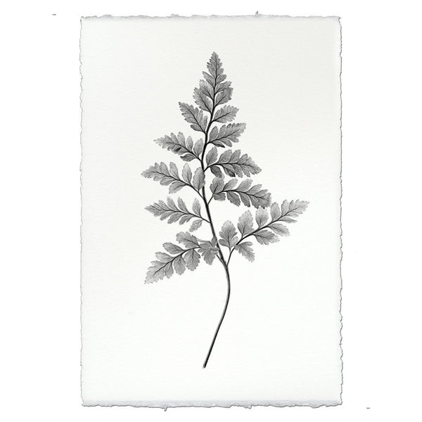 Designer Fern Study #6 Wall Art - USA Made Professional Photography | BSEID
