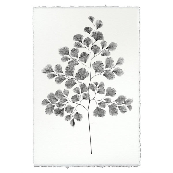 Designer Fern Study #7 Wall Art - USA Made Professional Photography | BSEID