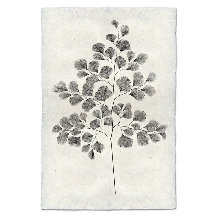 Designer Fern Study #7 Wall Art - USA Made Professional Photography | BSEID