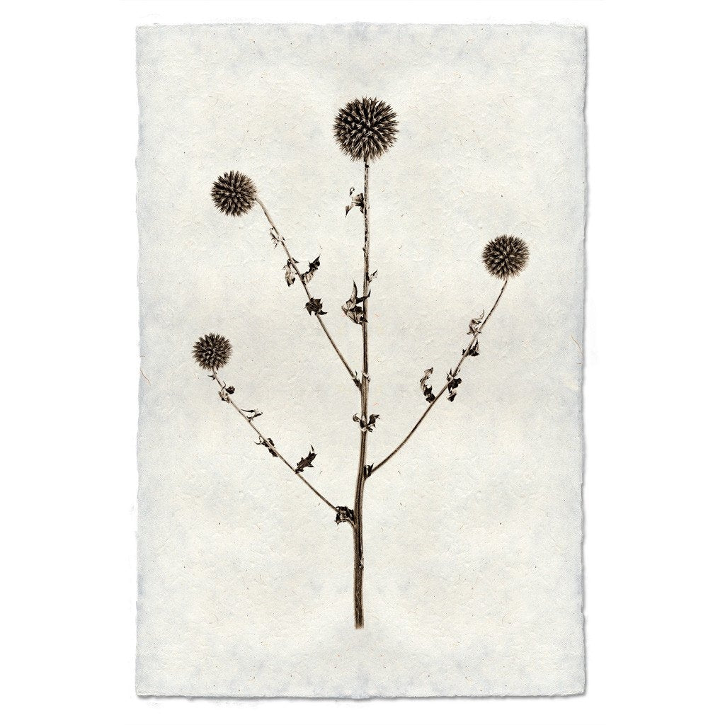 photography globe thistle plant weed handmade paper