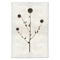 photography globe thistle plant weed handmade paper