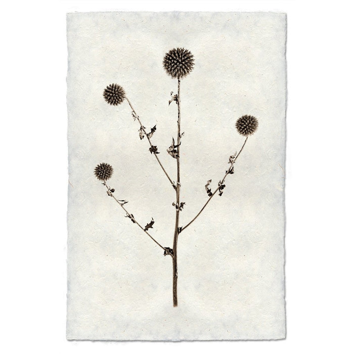 photography globe thistle plant weed handmade paper