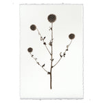 photography globe thistle plant weed handmade paper
